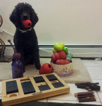 The Best Interactive Dog Toys in 2022 - SitStay